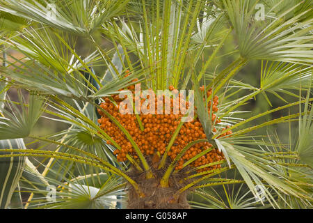 Dattelpalme (Phoenix Canariensis), Mallorca, Spanien Stockfoto