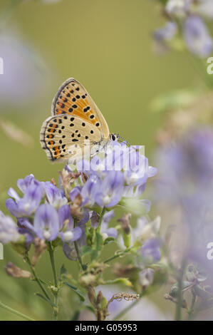 Rußiger Kupfer (Lycaena Tityrus), Weiblich, Deutschland Stockfoto