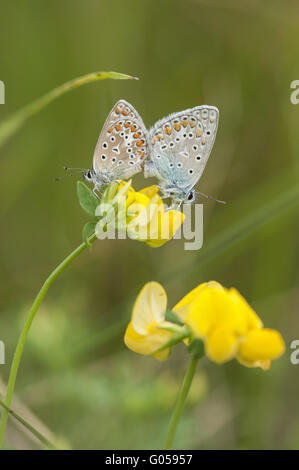 Gemeinsamen blau (Polyommatus Icarus), Männchen und weiblichen Stockfoto