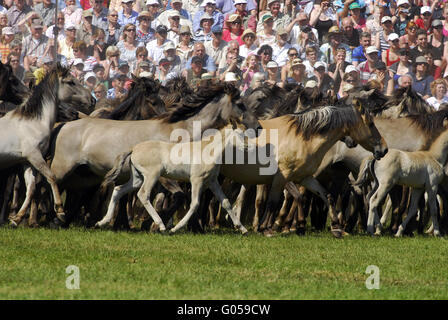 Dülmener Wildhorse Stockfoto