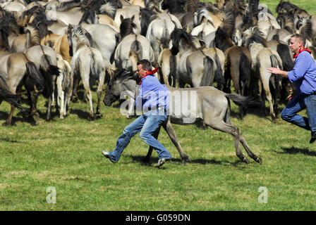 Dülmener Wildhorse Stockfoto