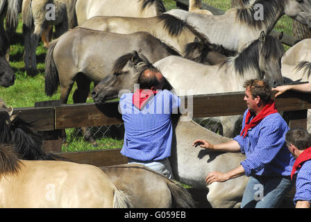 Dülmener Wildhorse Stockfoto