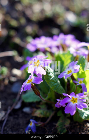 Frühjahr: erste Tricolor Bratschen im Garten Stockfoto