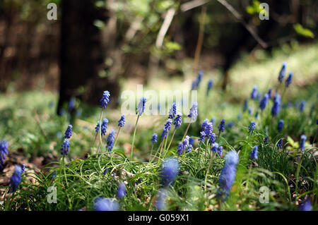 Muscari Armeniacum Blume oder allgemein bekannt als Trauben Hyazinthe in ein Frühlingswald Stockfoto