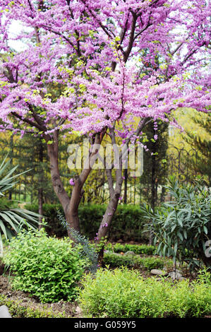 Nahaufnahme von violett blühenden Cercis Siliquastrum Pflanze im Kaukasus Stockfoto