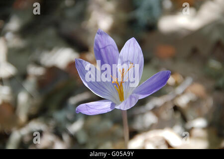 Blüten der Herbstzeitlose (Lat. Colchicum Autumnale) Stockfoto