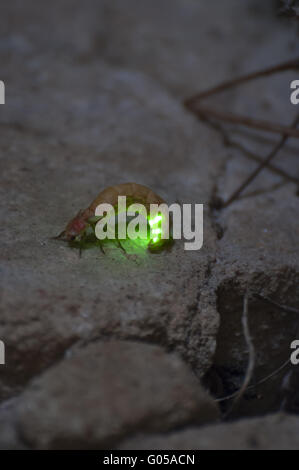 Glühwürmchen Stockfoto