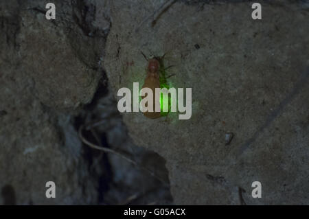 Glühwürmchen Stockfoto