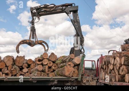 Laden von gefälltem Holz in einen LKW mit Kran Stockfoto