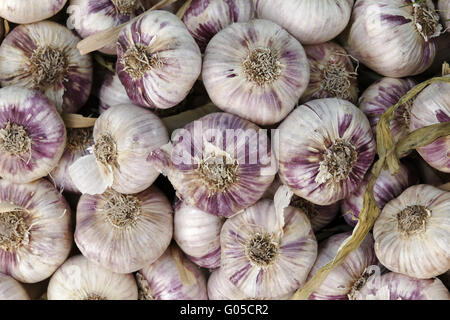 Frischer Knoblauch aus der Provence, Südfrankreich Stockfoto