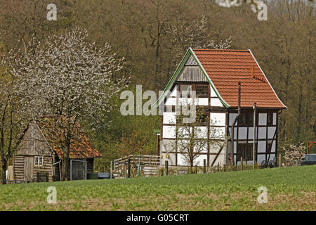 Fachwerkhaus mit Kirschblüte im April Stockfoto