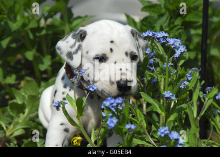 Dalmatiner Welpen drei Wochen alt, in einem Garten Stockfoto