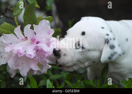 Dalmatiner Welpen drei Wochen alt riecht an Blumen Stockfoto