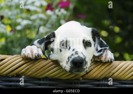 Dalmatiner Welpen, 7 Wochen alt, in einem Garten Stockfoto