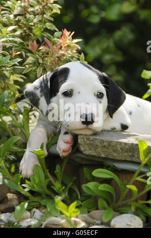 Dalmatiner Welpen fünf Wochen alt, in einem Garten Stockfoto