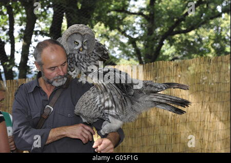 Falkner führt mit ihrem Vogel während der Show Stockfoto