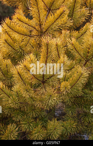 Goldmünze goldenen Föhre Stockfoto