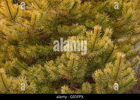 Goldmünze goldenen Föhre Stockfoto