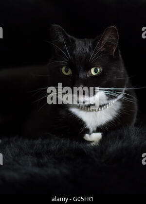 Katze schwarz / weiß auf schwarzem Fell-Hintergrund Stockfoto