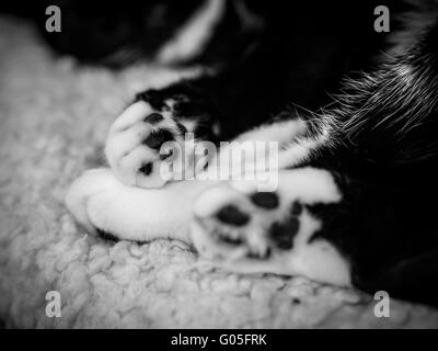Black And White Katzen Pfoten Stockfoto