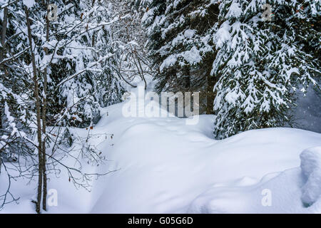 Die Wunder einer Winterlandschaft mit Schnee bedeckt Bäume am Sun Peaks Bergdorf in den Shuswap Highlands in beautiful British Columbia Stockfoto