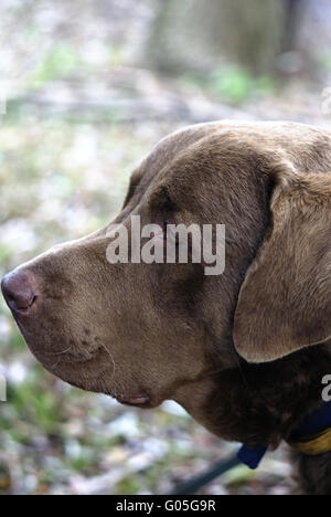 Chesapeake Bay retriever Stockfoto