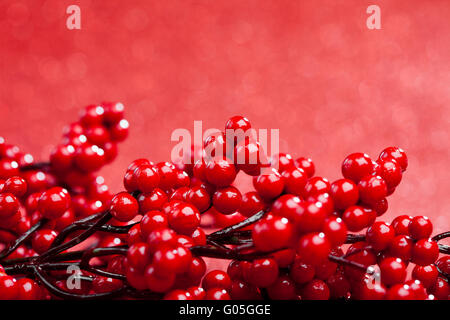 Stechpalme auf rotem Grund (flachen DOF) Stockfoto