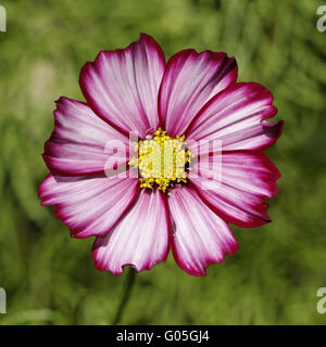 Cosmos Bipinnatus, Garten Kosmos, mexikanische Aster Stockfoto