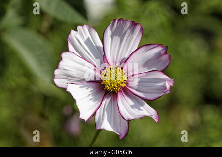 Cosmos Bipinnatus, Garten Kosmos, mexikanische Aster Stockfoto