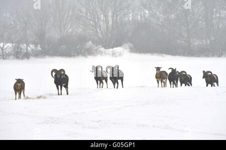 Europäischer Mufflon Stockfoto