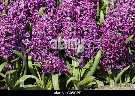 Hyacinthus Orientalis Purple Sensation, Hyazinthe Stockfoto