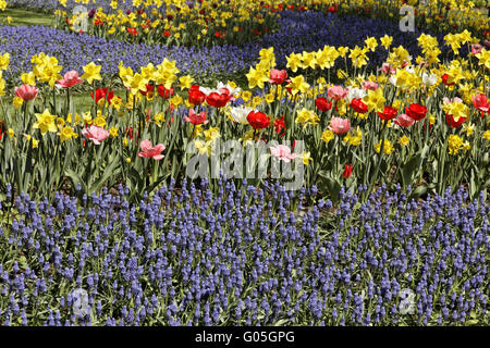 Muscari, Traubenhyazinthen mit Tulpen und Narzissen Stockfoto