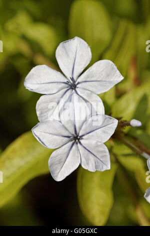 Plumbago Auriculata, Cape Plumbago, Blue Graphit Stockfoto