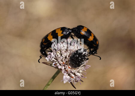 Mylabris Variabilis, Blister Beetle Öl Käfer Stockfoto