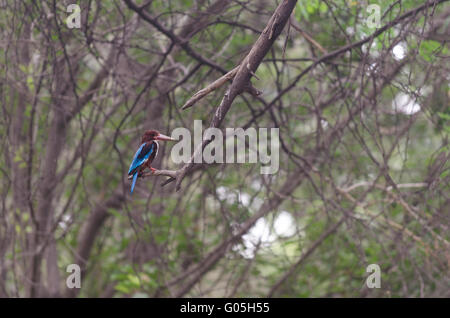 Einen weißen throated Eisvogel friedlich auf einem Ast sitzend. Delhi, Lodi Garten, Indien Stockfoto