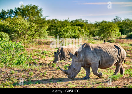 Südliche Breitmaulnashorn (Ceratotherium Simum), Hluhluwe-Imfolozi Park, KwaZulu-Natal, Südafrika Stockfoto