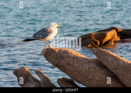 Testa di war, Strand, Insel, Inselgruppe, la Maddalena, Insel, National, Marine, Park, Sardinien, Italien, Meer, Wasser, mediterrane Stockfoto