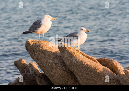 Testa di war, Strand, Insel, Inseln, la Maddalena, Insel, National, Marine, Park, Sardinien, Italien, Meer, Wasser Stockfoto