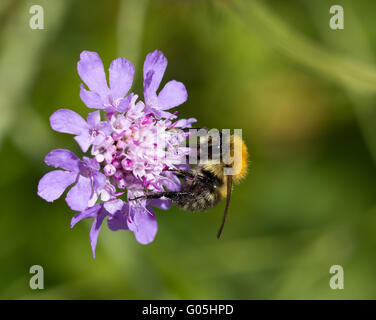 Biene auf Devils Bit Witwenblume wilde Blume. Stockfoto