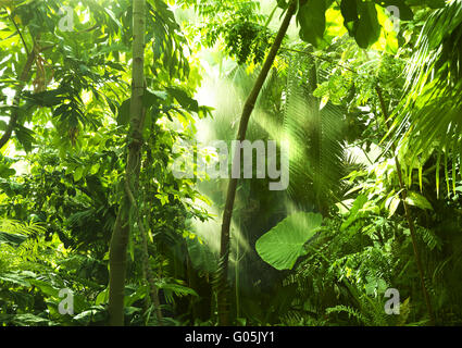 Tropischer Wald, Bäume in der Sonne und Regen Stockfoto