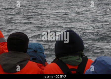 Gerade ein Buckelwal (Impressionen Novaeangliae) auf eine Tour an der Bucht Skjálfandi in der Nähe von Húsavík Stockfoto