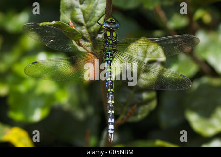 südlichen Hawker - Aeshna cyanea Stockfoto