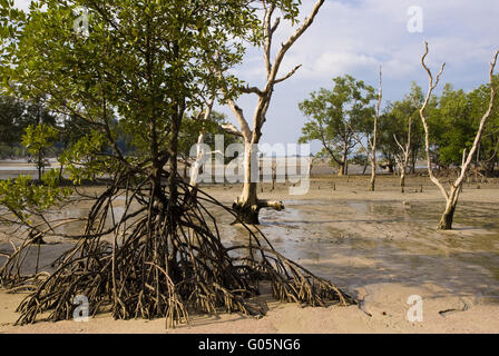 Mangroven auf Ko Phayam, Thailand Stockfoto