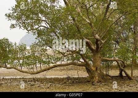 Mangroven-Baum mit Atem-Wurzeln Stockfoto