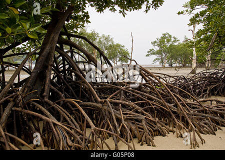Aetia Wurzel der Mangroven Stockfoto