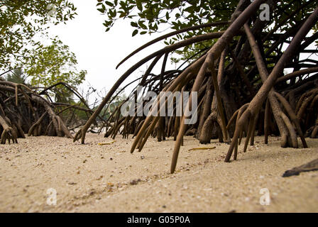 Aeria Wurzel der Mangroven Stockfoto