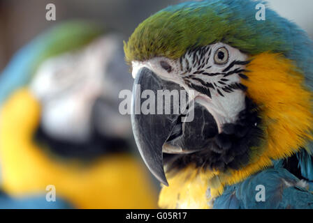 Blau-gelbe Ara Stockfoto