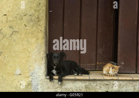 Ruhen inländische Hund und Katze. Kuba Stockfoto