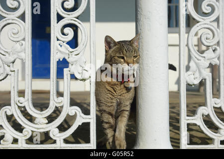 Tabby Hauskatze Calverley Park Crescent. Royal Tunbridge Wells. Kent. England. UK Stockfoto