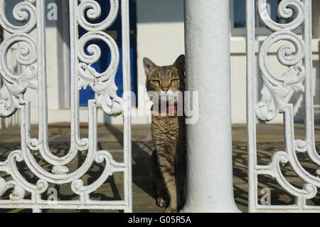 Tabby Hauskatze Calverley Park Crescent. Royal Tunbridge Wells. Kent. England. UK Stockfoto